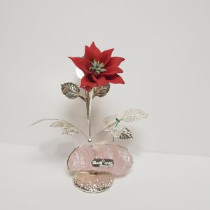 Stella di Natale piantina